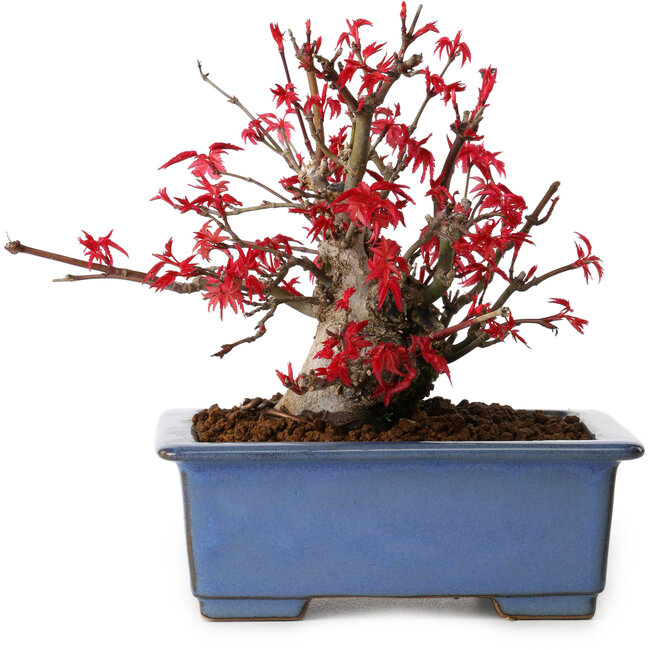 Acer palmatum Deshojo, 13 cm, ± 15 jaar oud