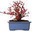 Acer palmatum Deshojo, 13 cm, ± 15 Jahre alt