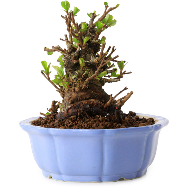 Chaenomeles speciosa, 12,5 cm, ± 20 años de edad, con un nebari de 7 cm