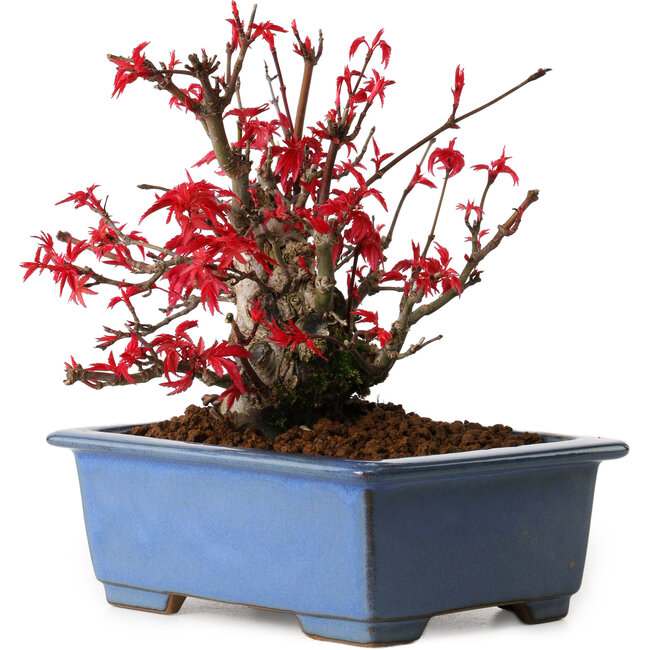 Acer palmatum Deshojo, 13 cm, ± 15 años