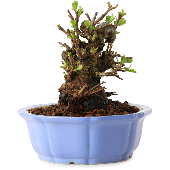 Chaenomeles speciosa, 12,5 cm, ± 20 años de edad, con un nebari de 7 cm