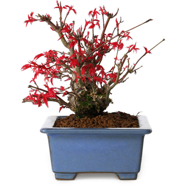 Acer palmatum Deshojo, 13 cm, ± 15 Jahre alt