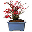 Acer palmatum Deshojo, 13 cm, ± 15 jaar oud