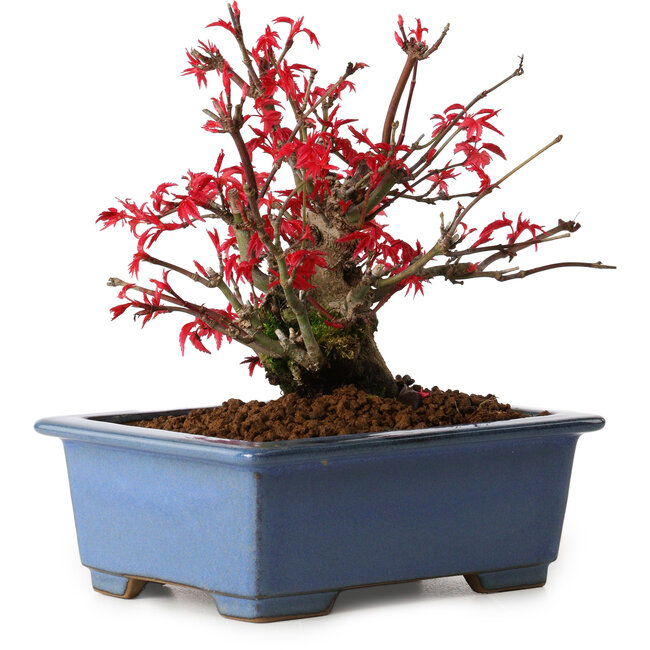 Acer palmatum Deshojo, 13 cm, ± 15 anni