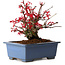 Acer palmatum Deshojo, 13 cm, ± 15 years old