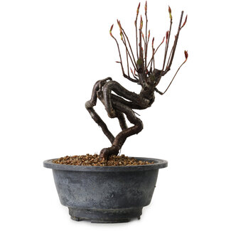 Pourthiaea villosa, 20 cm, ± 8 years old