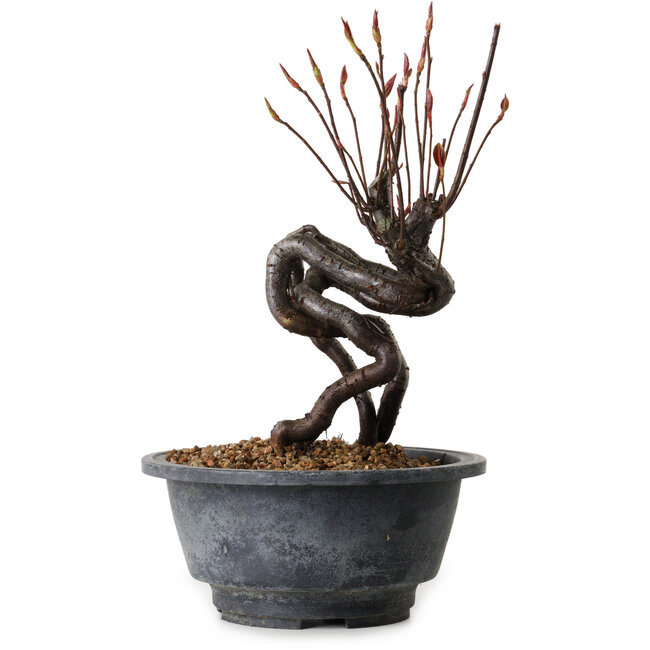 Pourthiaea villosa, 20 cm, ± 8 anni