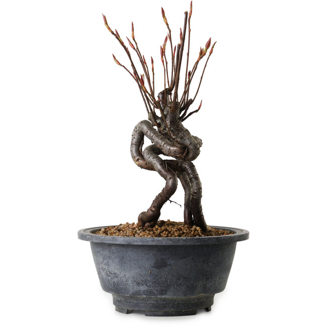 Pourthiaea villosa, 20 cm, ± 8 years old