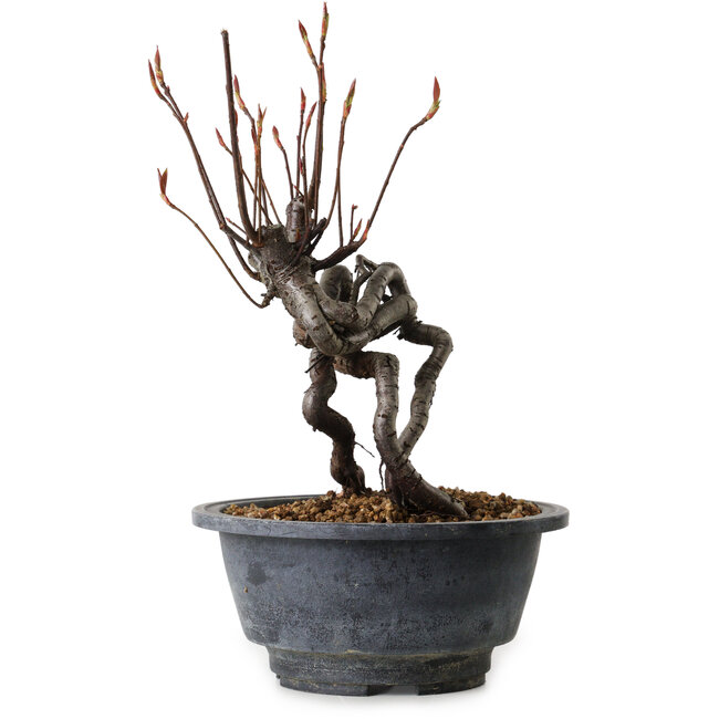 Pourthiaea villosa, 20 cm, ± 8 anni