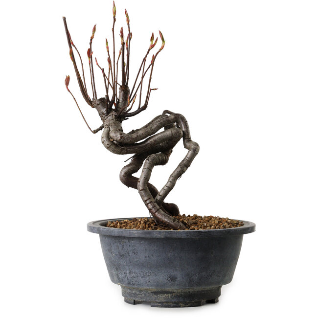 Pourthiaea villosa, 20 cm, ± 8 años de edad