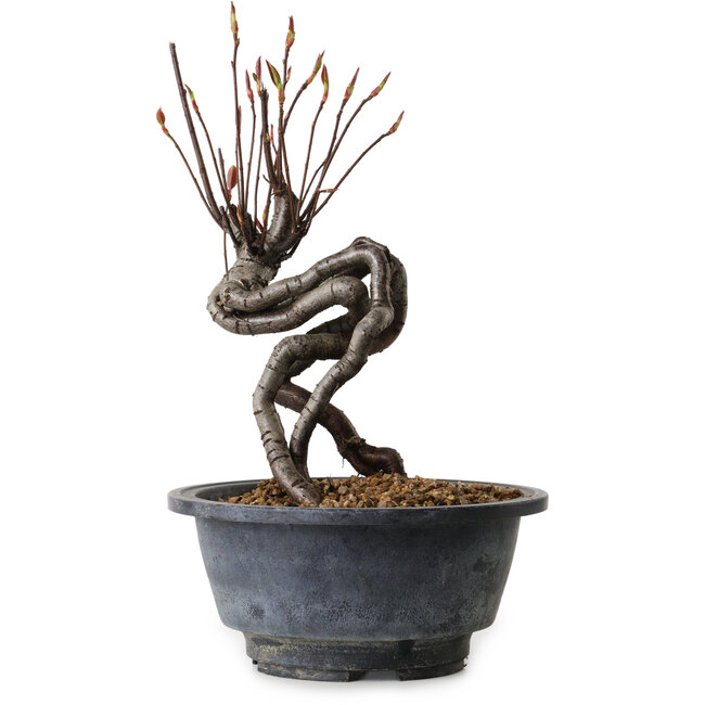 Pourthiaea villosa, 20 cm, ± 8 años de edad