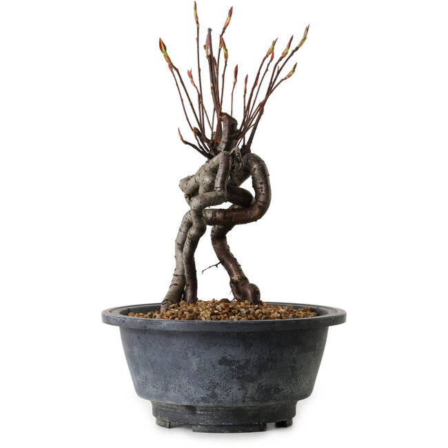 Pourthiaea villosa, 20 cm, ± 8 anni