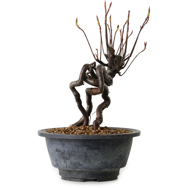 Pourthiaea villosa, 20 cm, ± 8 years old