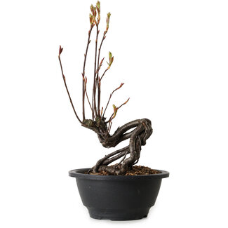 Pourthiaea villosa, 26 cm, ± 8 jaar oud