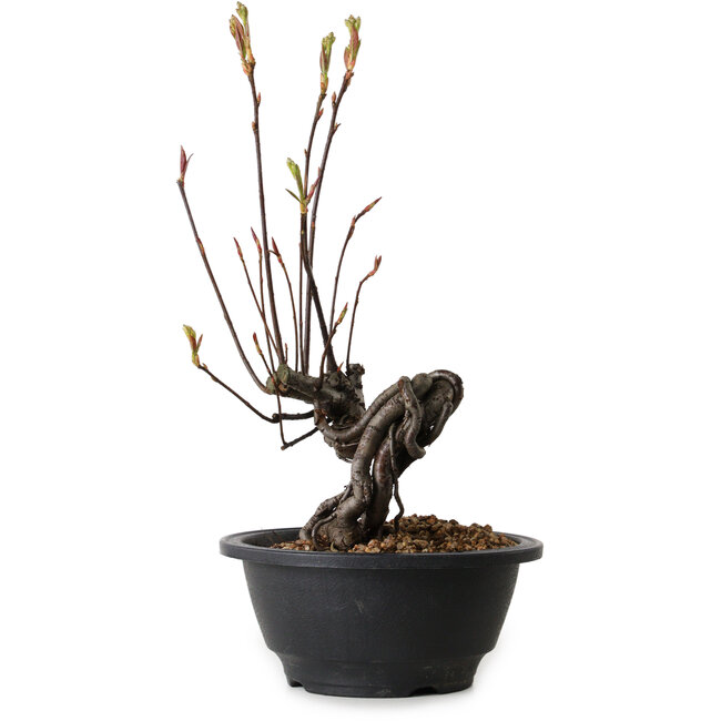 Pourthiaea villosa, 26 cm, ± 8 Jahre alt