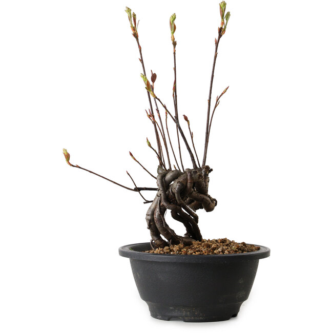 Pourthiaea villosa, 26 cm, ± 8 years old