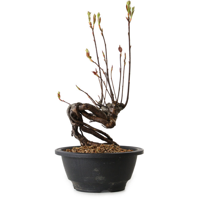 Pourthiaea villosa, 26 cm, ± 8 ans