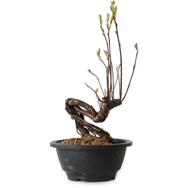 Pourthiaea villosa, 26 cm, ± 8 años de edad