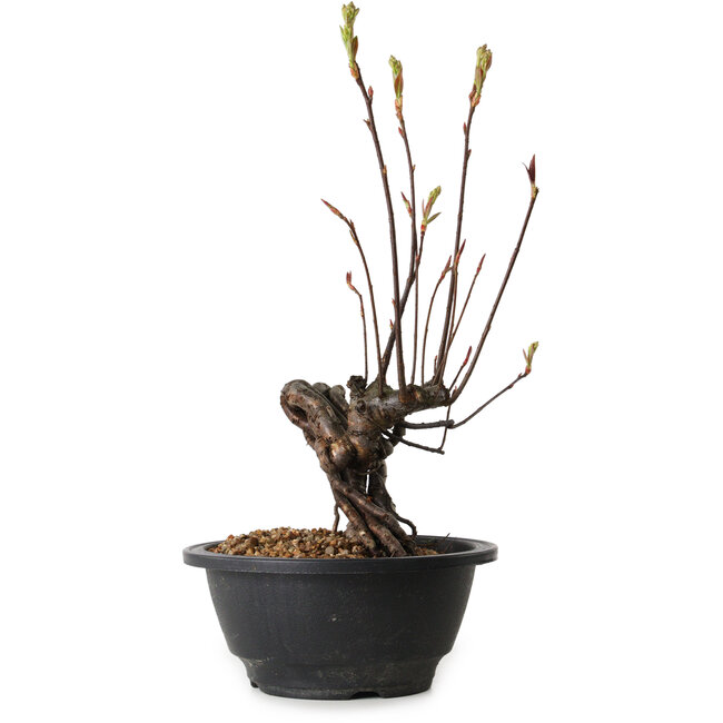 Pourthiaea villosa, 26 cm, ± 8 ans