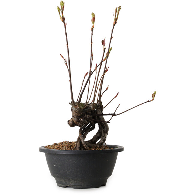 Pourthiaea villosa, 26 cm, ± 8 años de edad