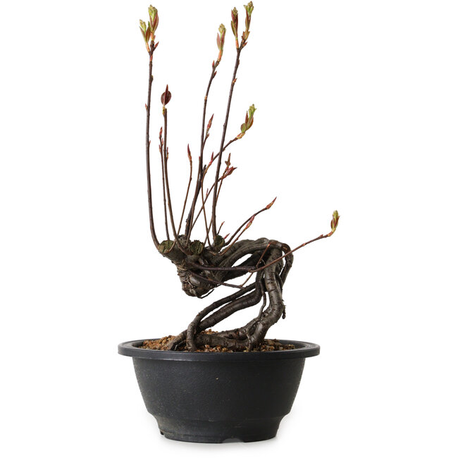 Pourthiaea villosa, 26 cm, ± 8 anni