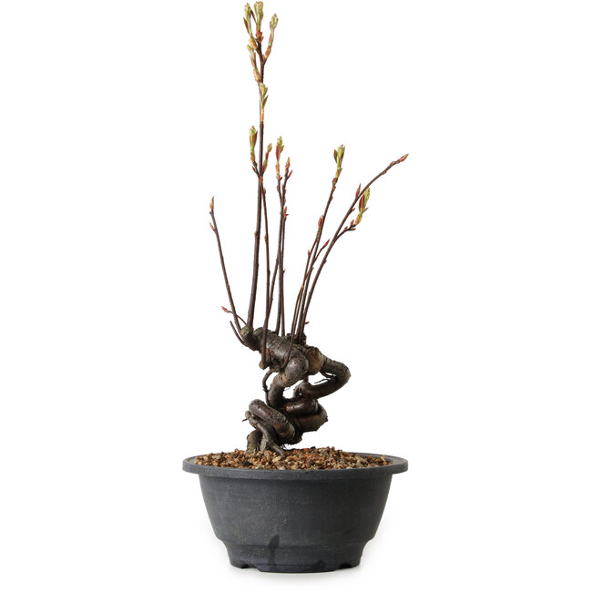 Pourthiaea villosa, 38 cm, ± 8 years old