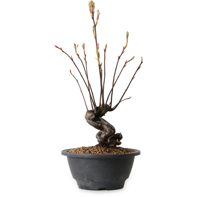 Pourthiaea villosa, 38 cm, ± 8 jaar oud