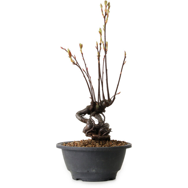 Pourthiaea villosa, 38 cm, ± 8 jaar oud