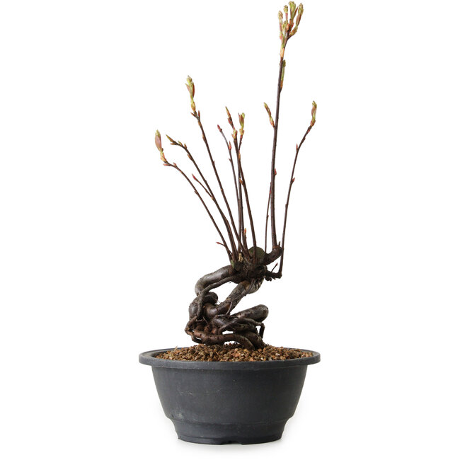 Pourthiaea villosa, 38 cm, ± 8 jaar oud