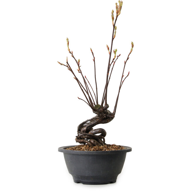 Pourthiaea villosa, 38 cm, ± 8 años de edad