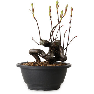 Pourthiaea villosa, 17 cm, ± 8 jaar oud