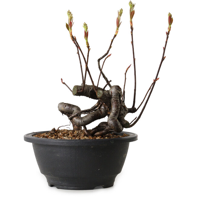 Pourthiaea villosa, 17 cm, ± 8 jaar oud