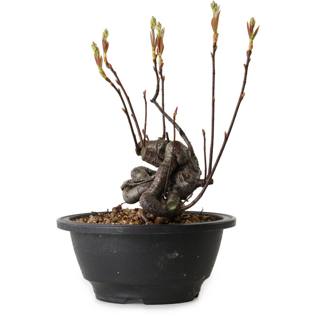 Pourthiaea villosa, 17 cm, ± 8 years old