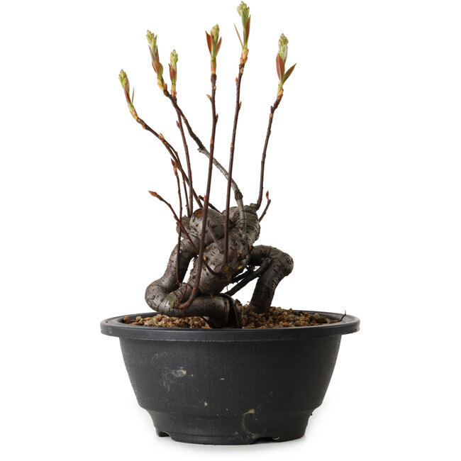 Pourthiaea villosa, 17 cm, ± 8 Jahre alt