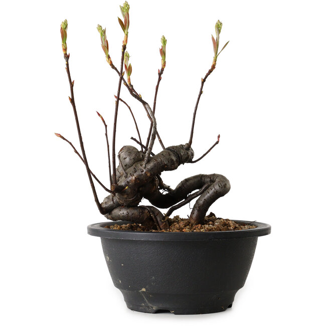 Pourthiaea villosa, 17 cm, ± 8 ans