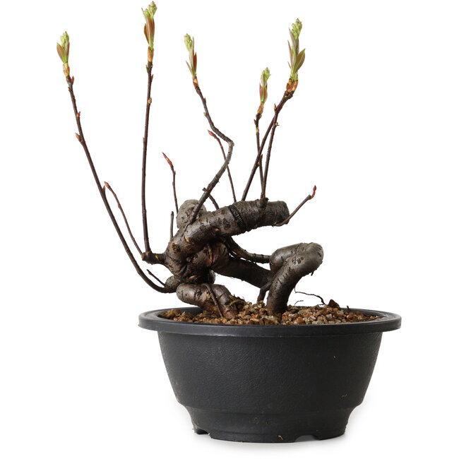 Pourthiaea villosa, 17 cm, ± 8 anni