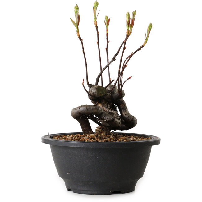 Pourthiaea villosa, 17 cm, ± 8 Jahre alt