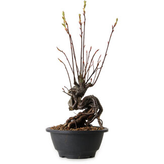 Pourthiaea villosa, 33 cm, ± 8 jaar oud