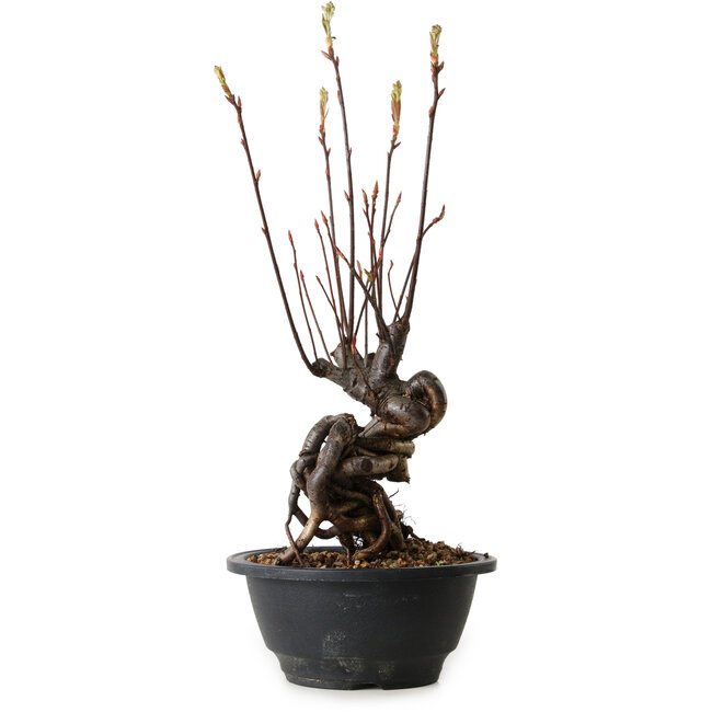 Pourthiaea villosa, 33 cm, ± 8 jaar oud