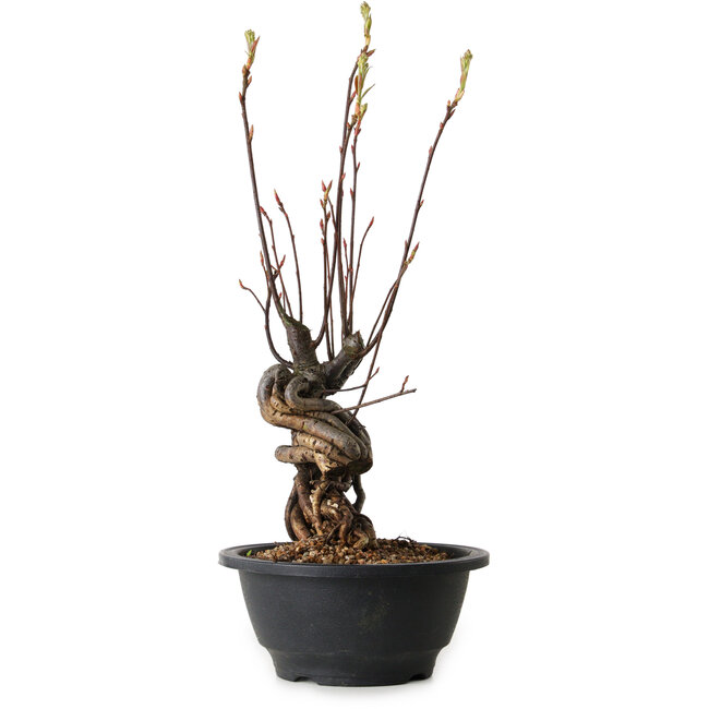 Pourthiaea villosa, 33 cm, ± 8 anni