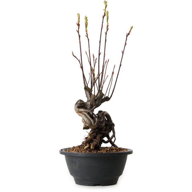 Pourthiaea villosa, 33 cm, ± 8 jaar oud