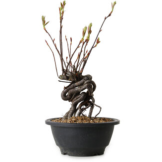 Pourthiaea villosa, 25 cm, ± 8 years old