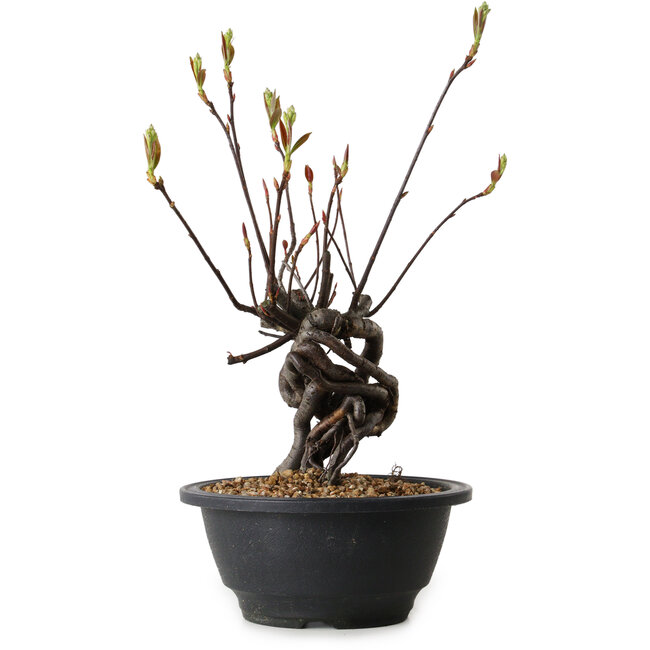 Pourthiaea villosa, 25 cm, ± 8 jaar oud