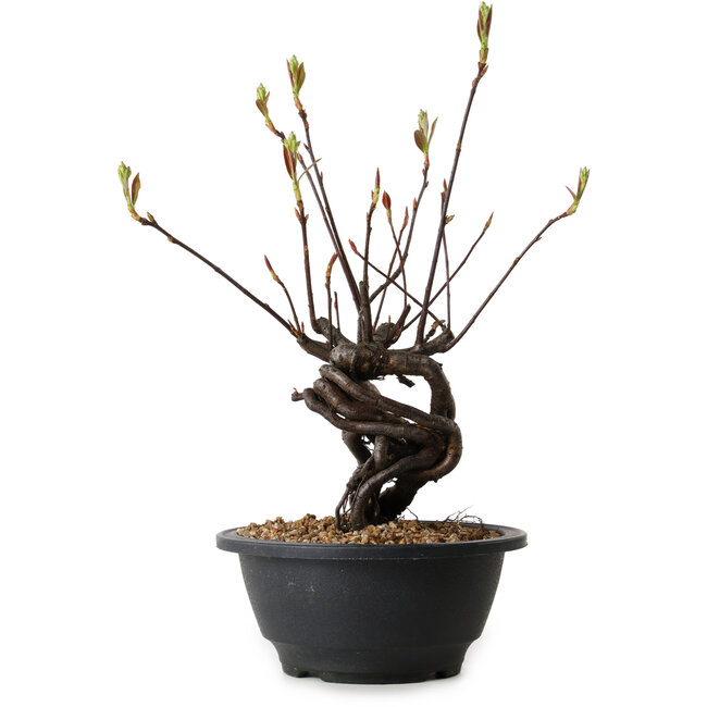 Pourthiaea villosa, 25 cm, ± 8 years old