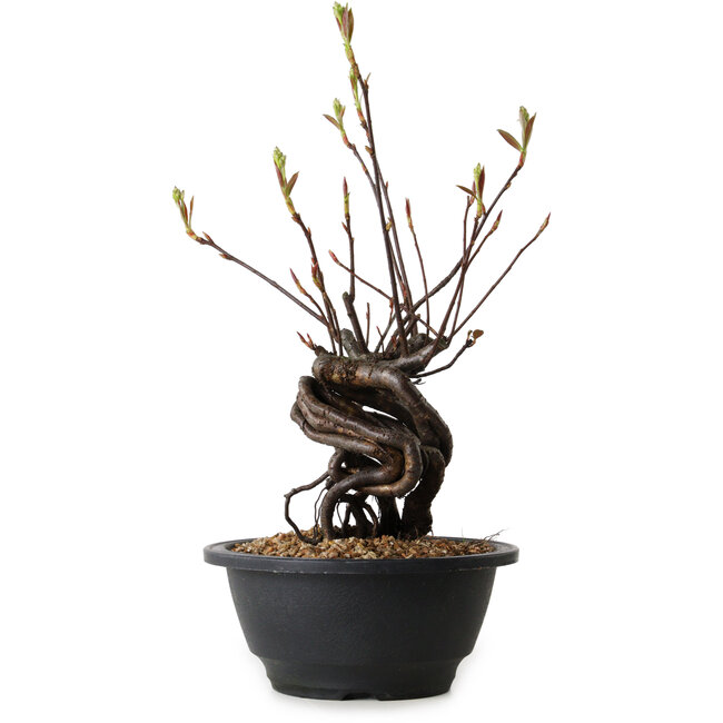 Pourthiaea villosa, 25 cm, ± 8 jaar oud