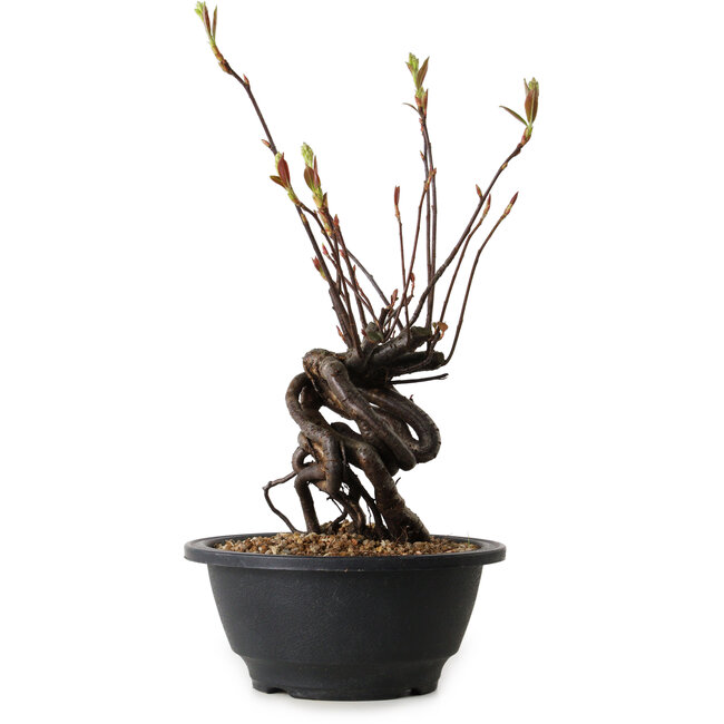 Pourthiaea villosa, 25 cm, ± 8 jaar oud