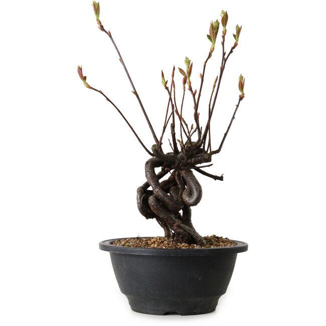 Pourthiaea villosa, 25 cm, ± 8 years old