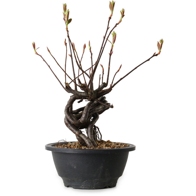 Pourthiaea villosa, 25 cm, ± 8 jaar oud