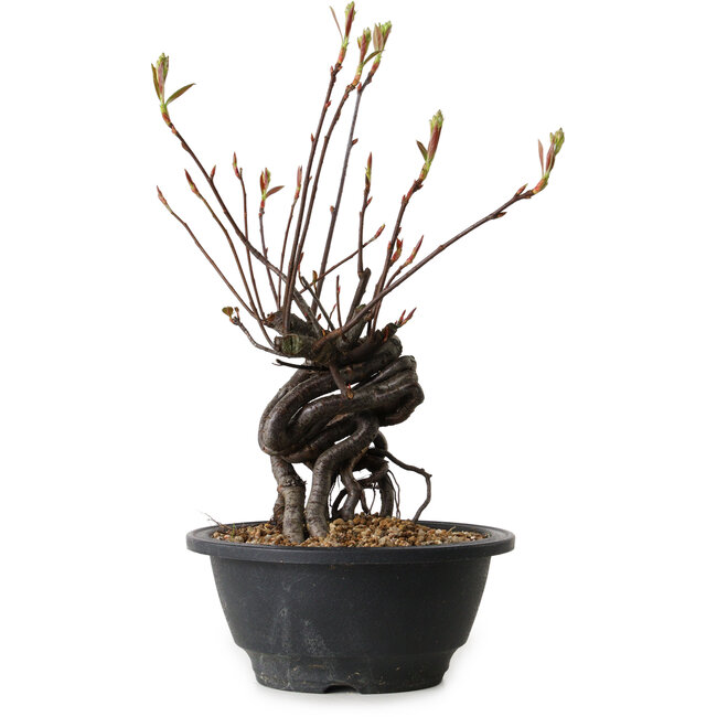 Pourthiaea villosa, 25 cm, ± 8 ans