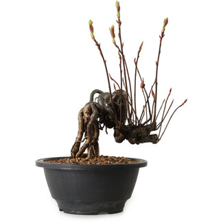 Pourthiaea villosa, 23 cm, ± 8 jaar oud